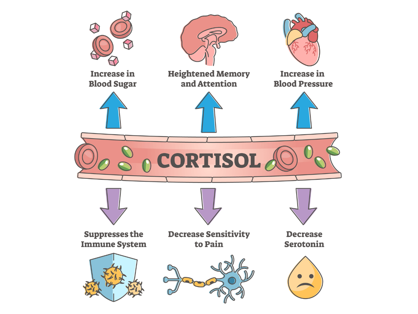 cortisolhealthimpact2-resurge